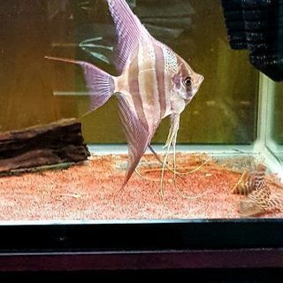 アルタムエンゼル 熱帯魚　残2匹　セール中