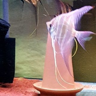 アルタムエンゼル 熱帯魚　残2匹　セール中