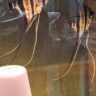 アルタムエンゼル 熱帯魚　残2匹　セール中