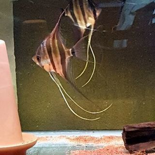 アルタムエンゼル 熱帯魚　残2匹　セール中