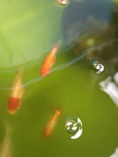 グリーンウォーター ペットボトル 龍神 千早のその他の中古あげます 譲ります ジモティーで不用品の処分