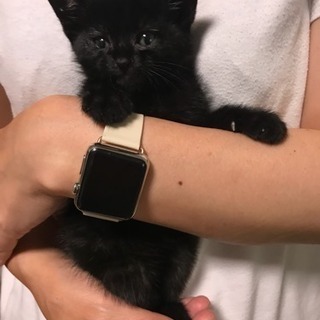 黒い子猫ちゃんの里親になってください