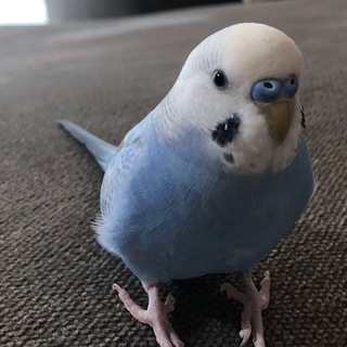 セキセイインコを探しています。