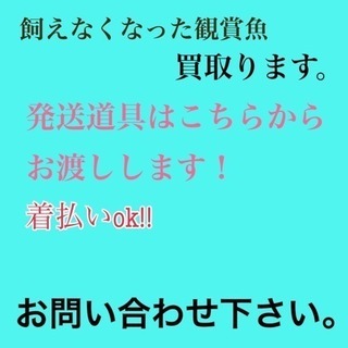 熱帯魚･淡水魚 引き取ります※詳細をご覧下さい。の画像