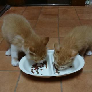 子猫の里親さん募集 − 群馬県