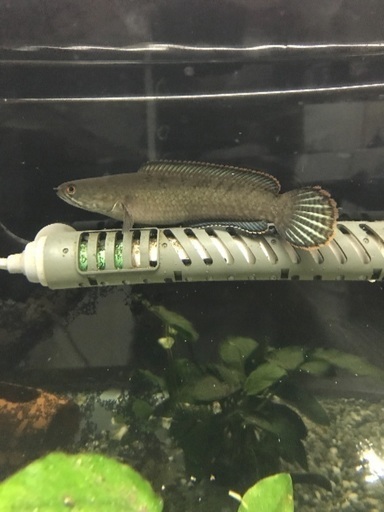 60水槽➕ポリプ、スネへ