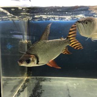 カラープロキロダス (熱帯魚)