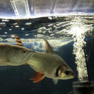 カラープロキロダス (熱帯魚)