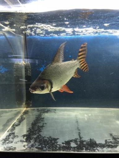 カラープロキロダス (熱帯魚)