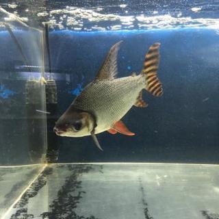 カラープロキロダス (熱帯魚)