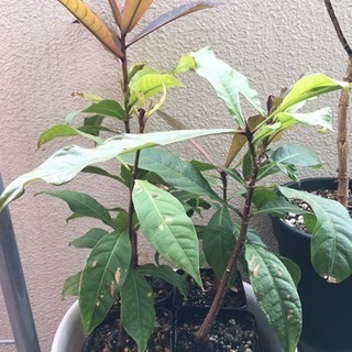 サガリバナの中古が安い 激安で譲ります 無料であげます ジモティー