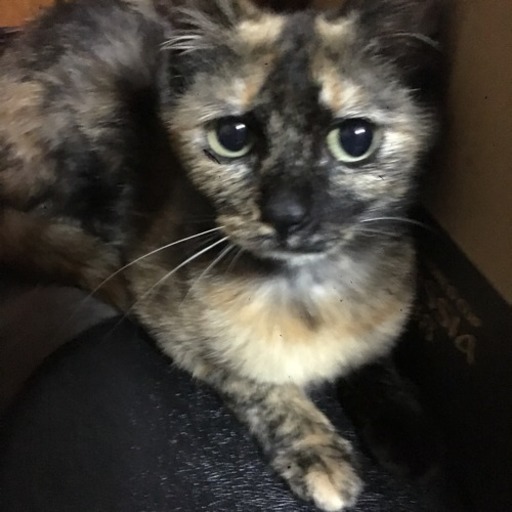 サビ美にゃん ねこ吉 薩摩の猫の里親募集 ジモティー サビ美にゃん ねこ吉 薩摩の猫の里親募集 ジモティー
