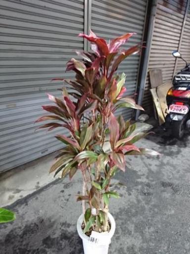 観葉植物 ドラセナ キャンドルピンク 卸売り花問屋 昭和町の家具の中古あげます 譲ります ジモティーで不用品の処分 観葉植物 ドラセナ キャンドルピンク 卸売り花問屋 昭和町の家具の中古あげます 譲ります ジモティーで不用品の処分