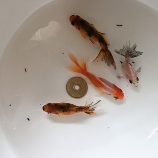 金魚４匹