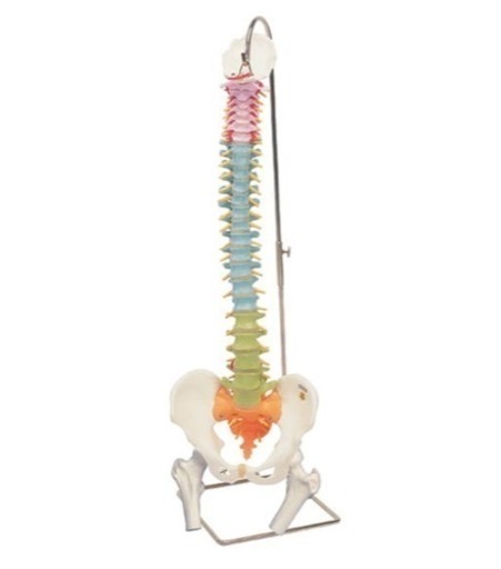 ✨美品✨脊柱模型✨脊柱可動型カラーモデル《大腿骨付 》