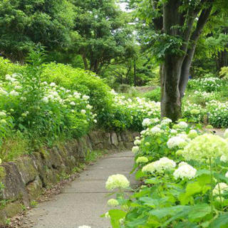 6月17日(日) ★期間限定★　立川　昭和記念公園　あじさい鑑賞...