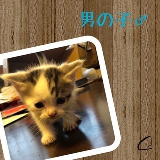 生後2ヶ月仔猫3匹、里親募集！！(ママはスコティッシュです！) - 福島市
