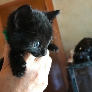 生後約1ヶ月の黒猫もらってください！