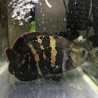 商談成立 熱帯魚 オスカー トカンチンス