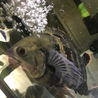 商談成立 熱帯魚 オスカー トカンチンス