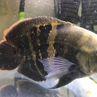 商談成立 熱帯魚 オスカー トカンチンス