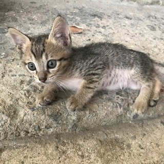 可愛い子猫5匹飼い主になってくれる方を探しています。