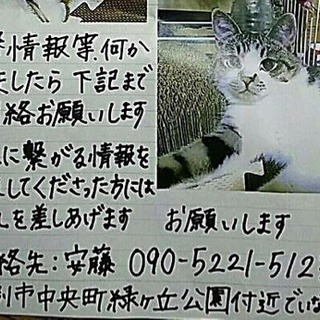 迷い猫 2018年6月1日 登別中央町緑ヶ丘公園付近 − 北海道