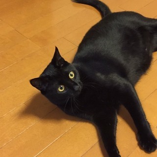 ビビリくんですが美猫の黒猫♂一歳  信長くん − 東京都