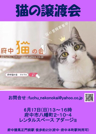 おかっぱ オンザ前髪柄 かわいい子猫 小梅ちゃん Npo法人 府中猫の 府中の猫の里親募集 ジモティー おかっぱ オンザ前髪柄 かわいい子猫 小梅ちゃん Npo法人 府中猫の 府中の猫の里親募集 ジモティー