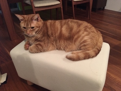 アメリカンショートヘア レッドタビー オス5歳です ちゃんくま 新宿の猫の里親募集 ジモティー アメリカンショートヘア レッドタビー オス5歳です ちゃんくま 新宿の猫の里親募集 ジモティー