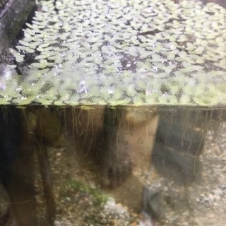 水草 メダカ水槽などに