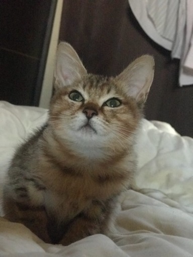 里親募集 宮崎市 猫 三匹 まなぶ 宮崎の猫の里親募集 ジモティー 里親募集 宮崎市 猫 三匹 まなぶ 宮崎の猫の里親募集 ジモティー