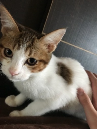 里親募集 宮崎市 猫 三匹 まなぶ 宮崎の猫の里親募集 ジモティー 里親募集 宮崎市 猫 三匹 まなぶ 宮崎の猫の里親募集 ジモティー