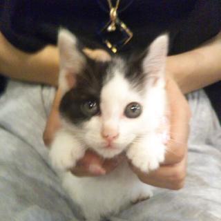 子猫 白黒 − 愛知県