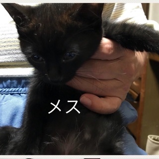 茨城県の黒猫 里親募集 ジモティー