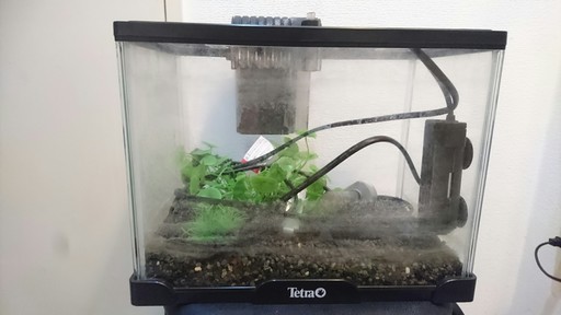 ろ過装置セット 小型水槽 中の砂などもセットです Romiromi 中村橋のその他の中古あげます 譲ります ジモティーで不用品の処分 ろ過装置セット 小型水槽 中の砂などもセットです Romiromi 中村橋のその他の中古あげます 譲ります ジモティーで不用品の処分