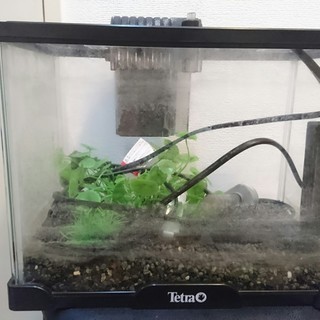 ろ過装置セット 小型水槽 中の砂などもセットです Romiromi 中村橋のその他の中古あげます 譲ります ジモティーで不用品の処分 ろ過装置セット 小型水槽 中の砂などもセットです Romiromi 中村橋のその他の中古あげます 譲ります ジモティーで不用品の処分
