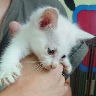 6月10日(日)❤️子猫の譲渡会に出します。白猫の男の子生後2ヶ月