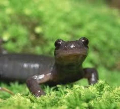 エゾサンショウウオ上陸幼生5匹 Css 永山の家具の中古あげます 譲ります ジモティーで不用品の処分