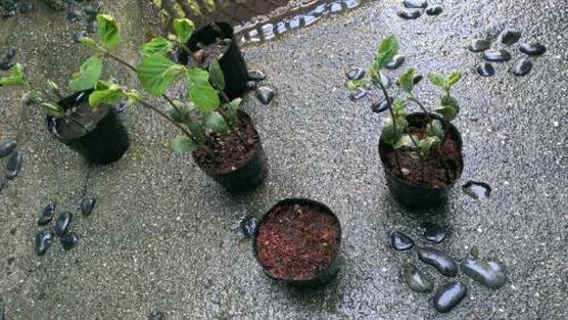 早生枝豆の苗 発芽させたもの４株 Haru 八尾の生活雑貨の中古あげます 譲ります ジモティーで不用品の処分