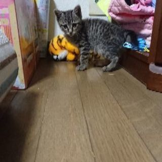 可愛いキジトラちゃん(2ヶ月) - 猫