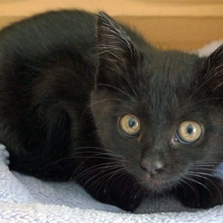 小柄な黒子猫 キウイ。 − 京都府