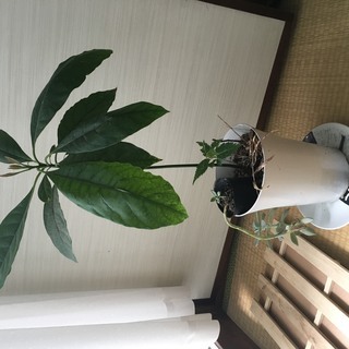 交渉可　果樹の苗/アボカド　約５０cm ２年目　（品種不明）