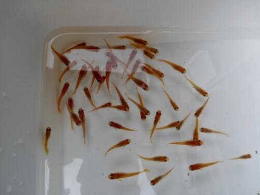 1名様限定！楊貴妃メダカ約70匹。トロ舟水槽まるごと、1万円。その他色々おまけ付き！
