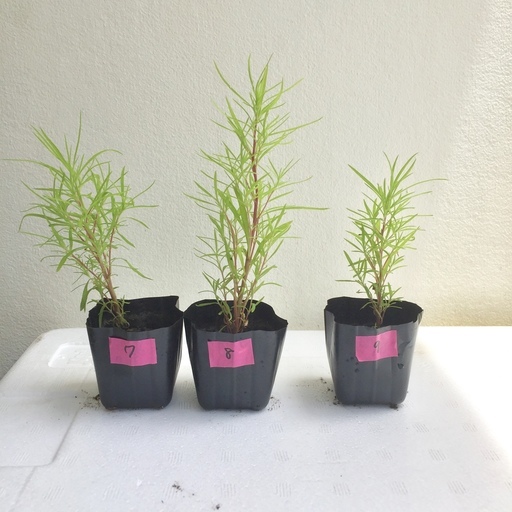人気商品ランキング コキア 15cm10本 ホウキ草 抜き苗 植物 観葉植物