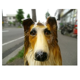札幌【コリー犬の置物 実物大】樹脂製 オブジェ ディスプレイ ガ...