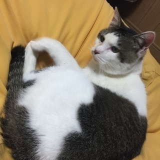 北海道 千歳市の猫の里親募集 ジモティー 北海道 千歳市の猫の里親募集 ジモティー