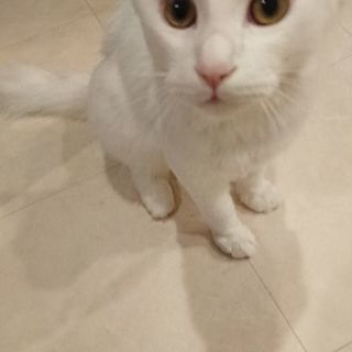 生後７ヶ月 真っ白な可愛い雄猫です！