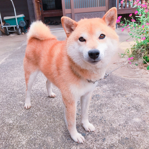 里親さま決定 高齢者の手放し柴犬7歳オス Nico 佐賀の犬の里親募集 ジモティー