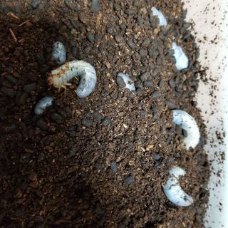 ヘラクレスオオカブトムシ幼虫5頭